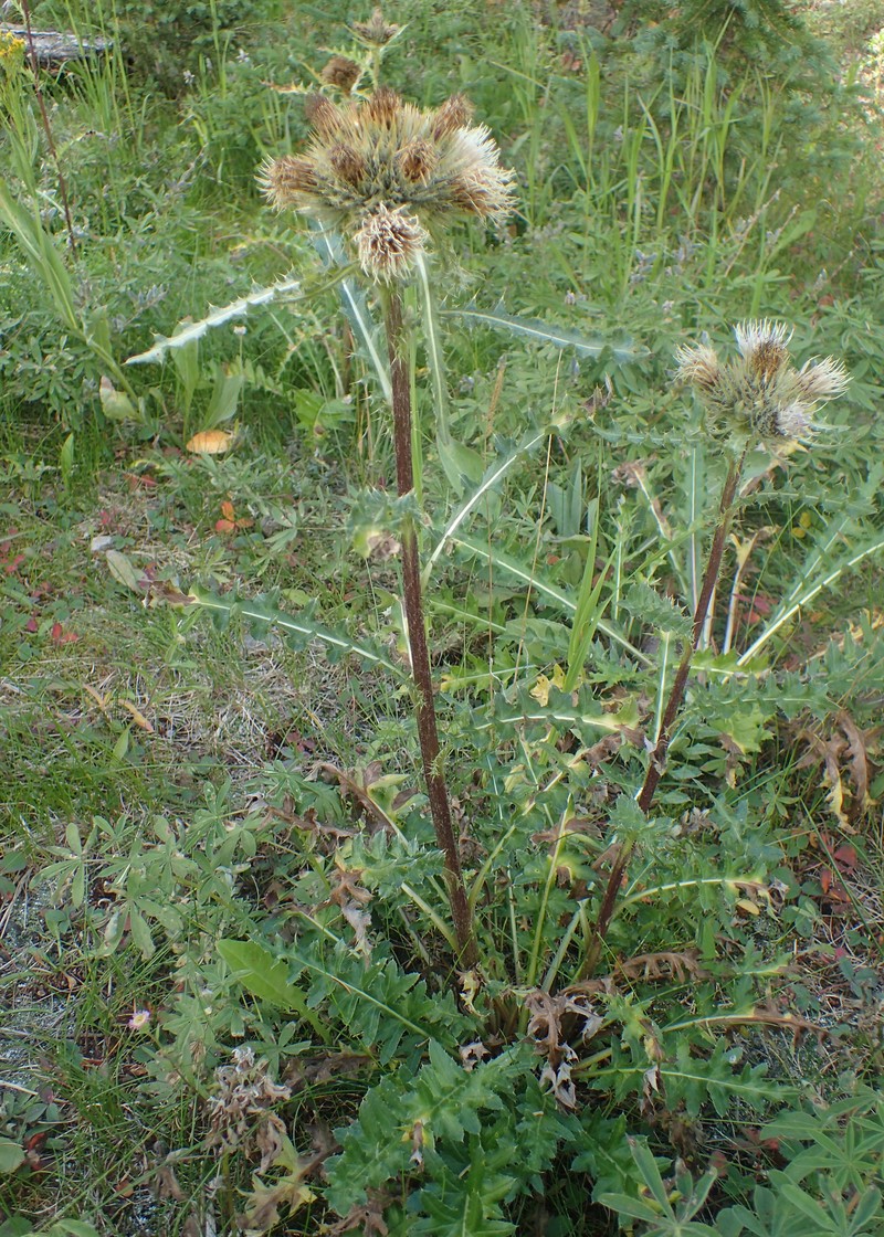 Fish Lake Thistle