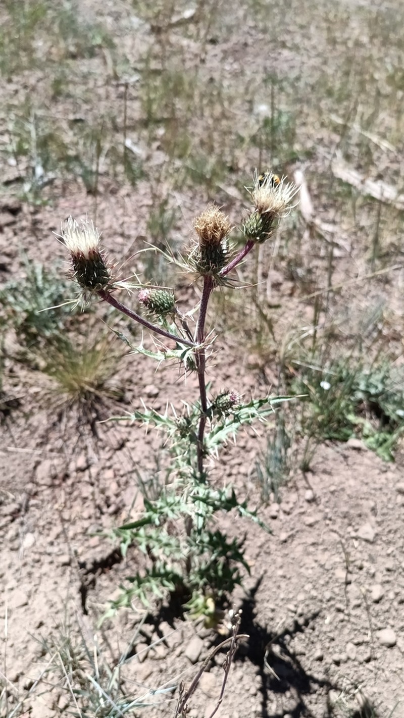 Fish Lake Thistle