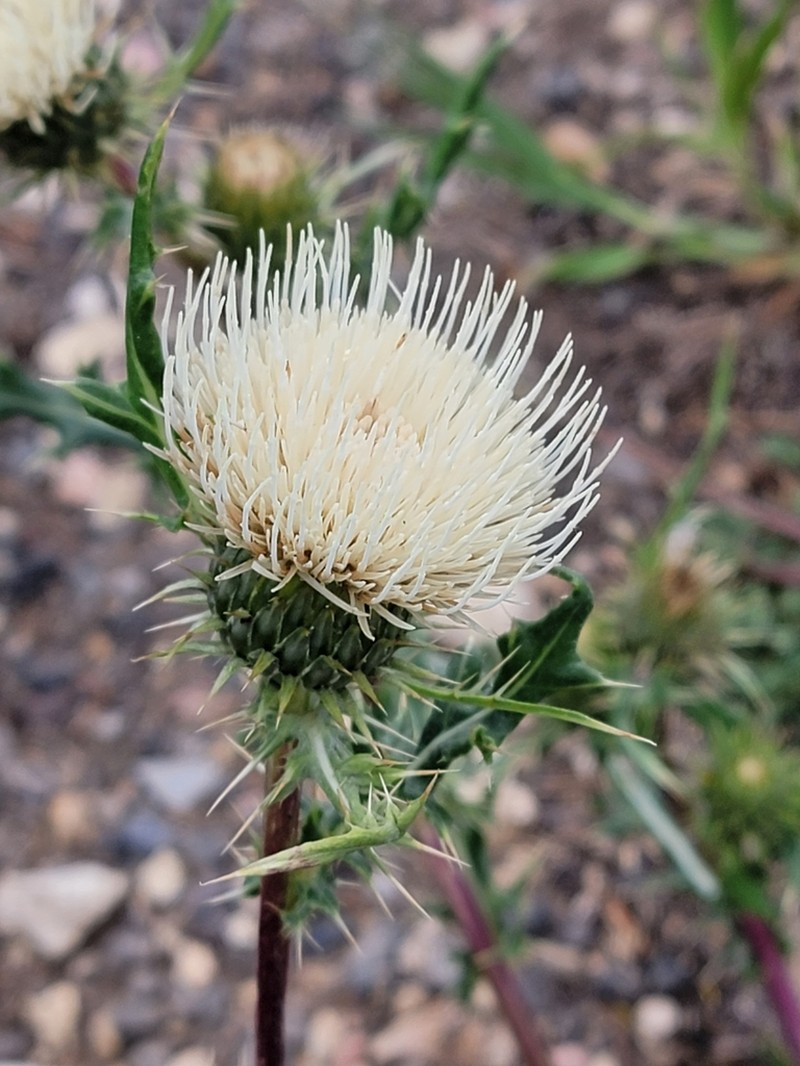 Fish Lake Thistle photo 2
