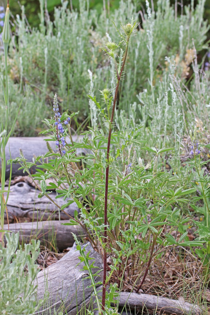 Fish Lake Thistle photo 3