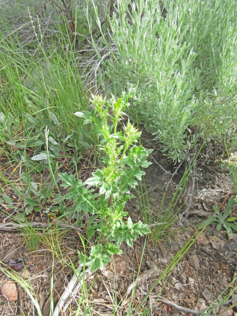 Fish Lake Thistle photo 4