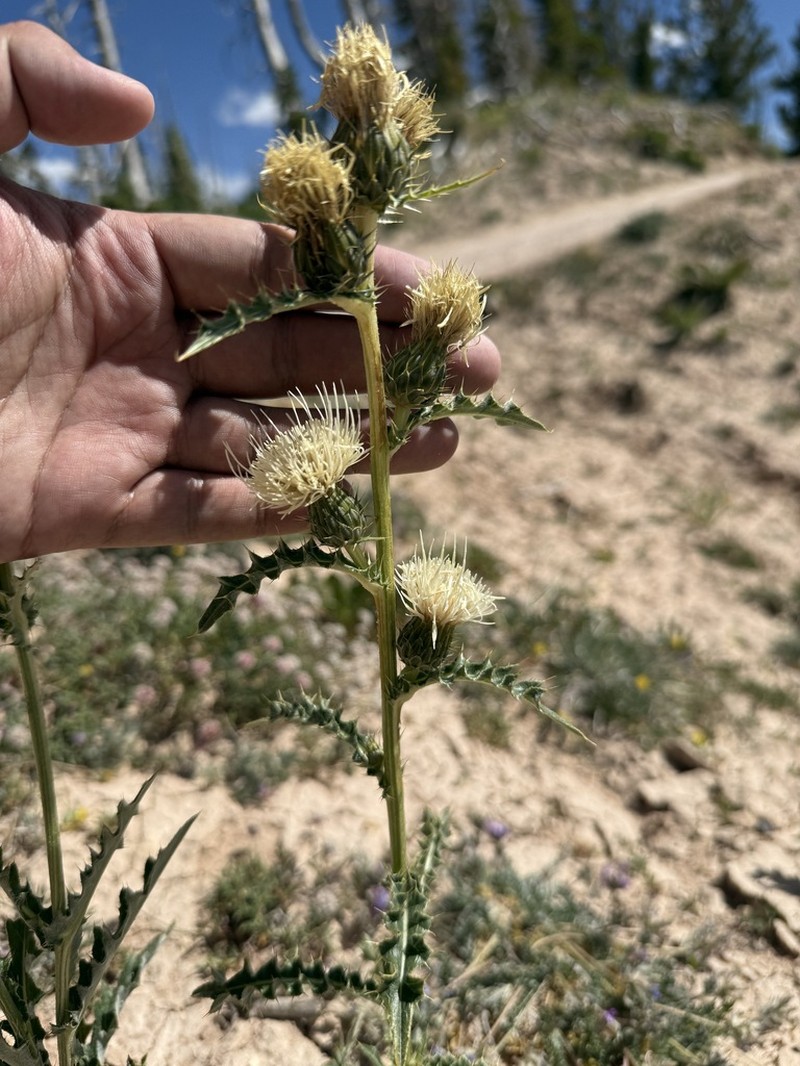 Fish Lake Thistle photo 5