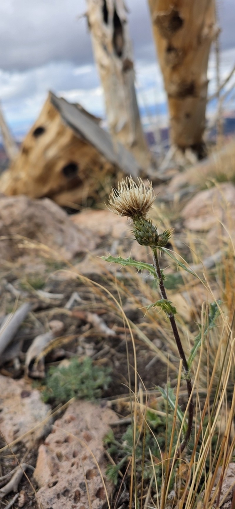 Fish Lake Thistle photo 6