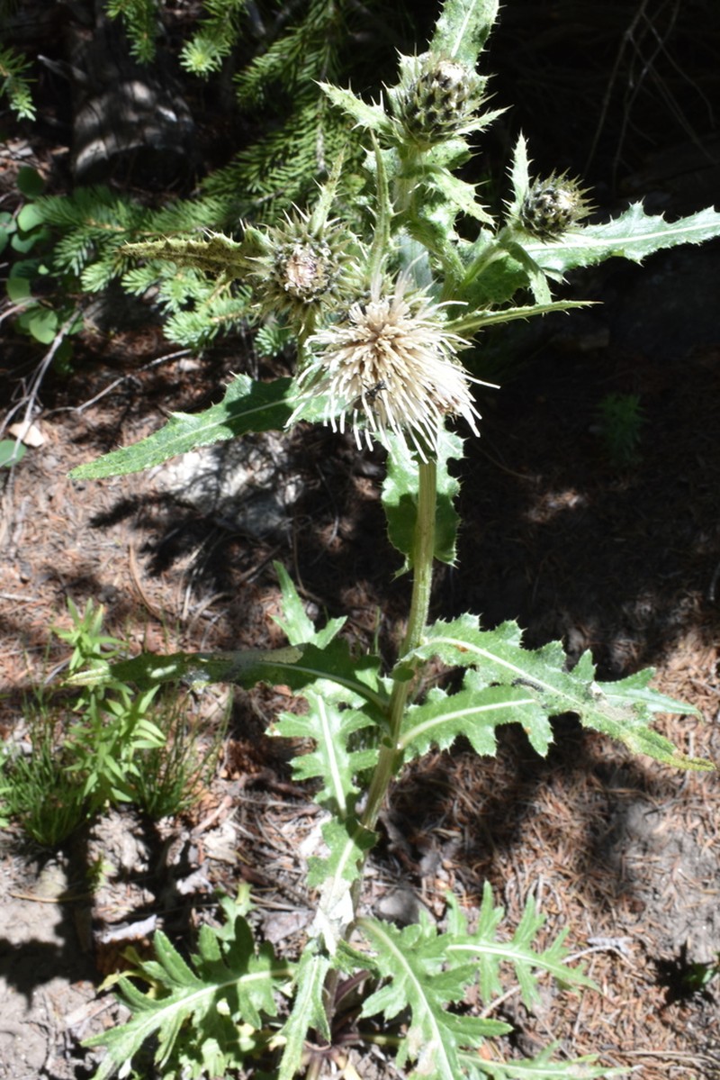 Fish Lake Thistle photo 7