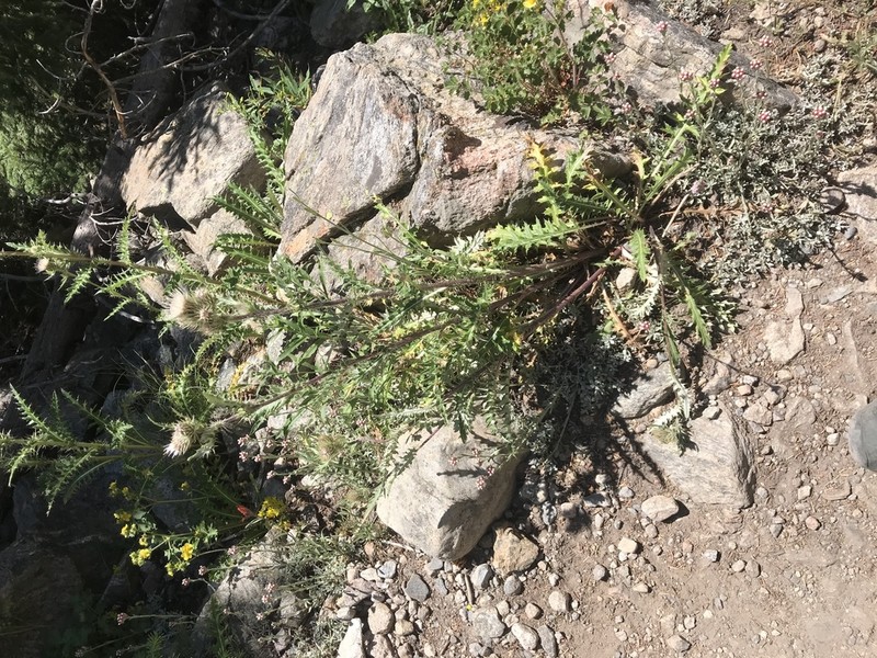 Fish Lake Thistle photo 8