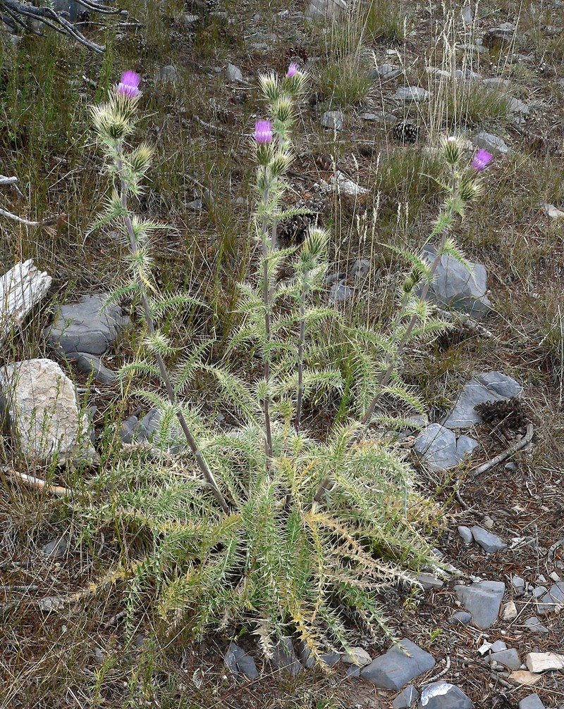 Whitespine Thistle