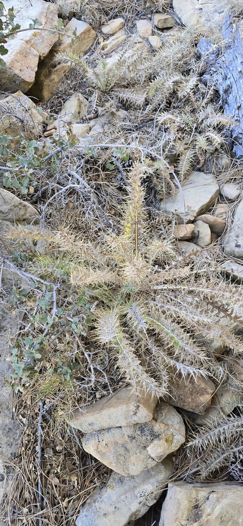 Whitespine Thistle