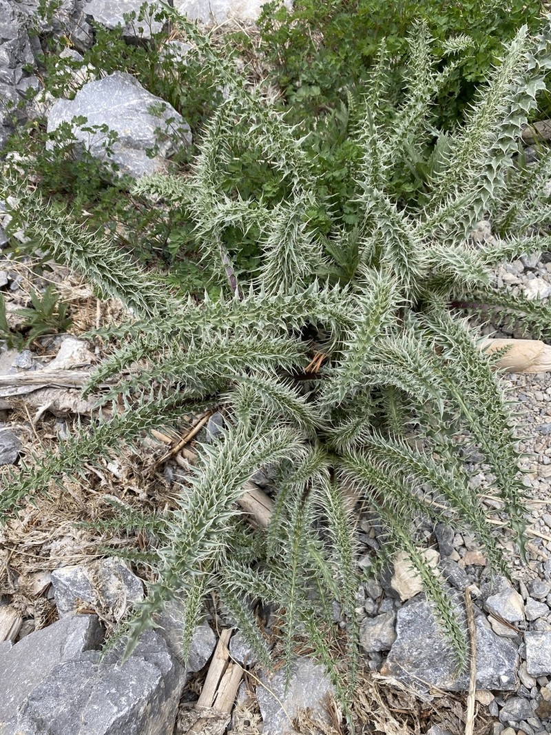 Whitespine Thistle photo 2