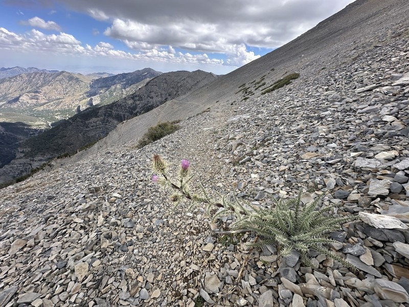 Whitespine Thistle photo 3