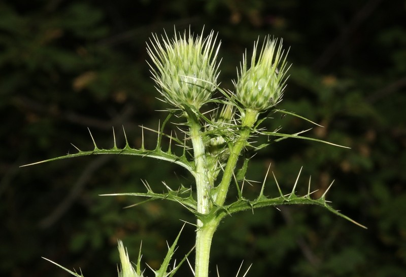 Whitespine Thistle photo 4
