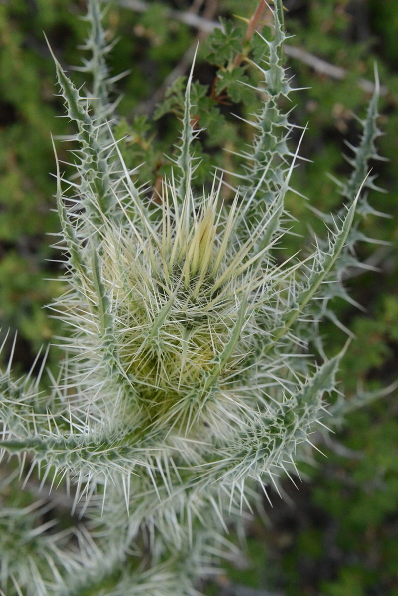Whitespine Thistle photo 5