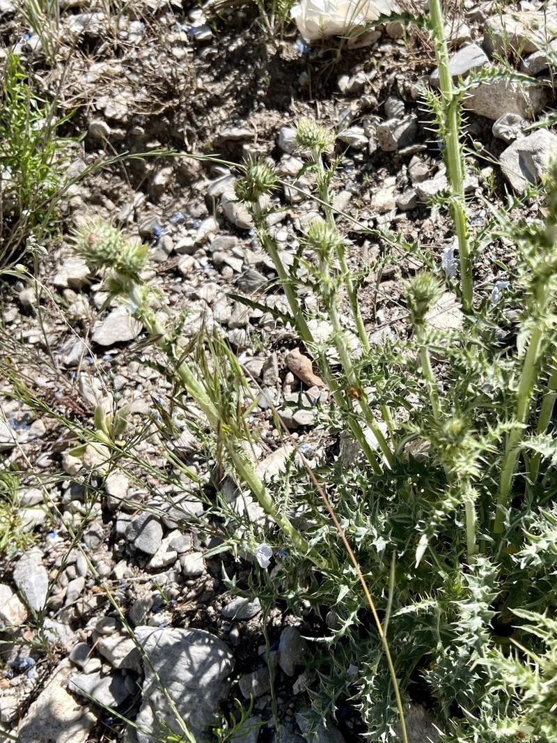 Whitespine Thistle photo 6