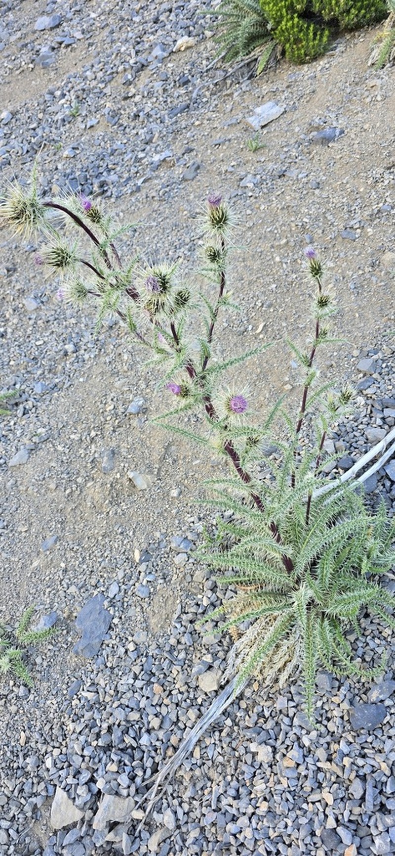 Whitespine Thistle photo 7