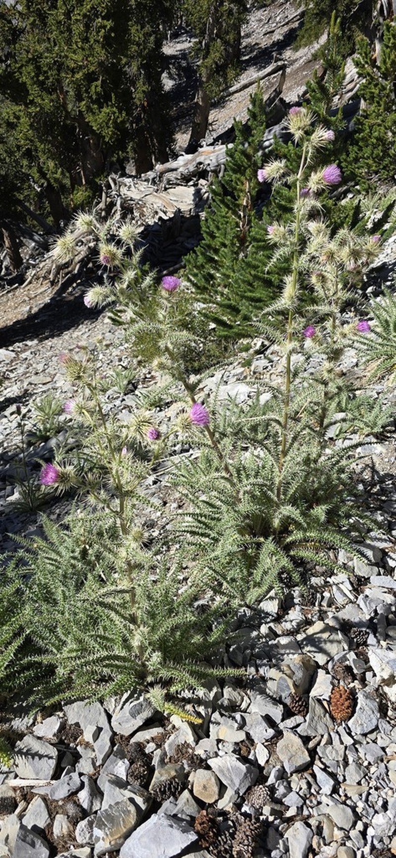 Whitespine Thistle photo 8