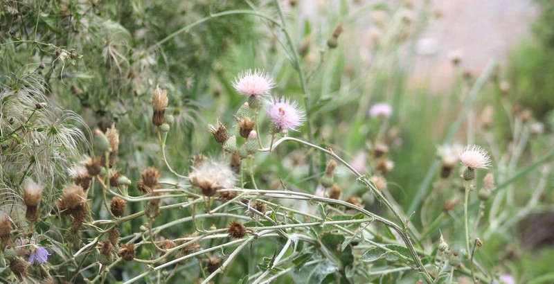 Cirsium coahuilense photo 2