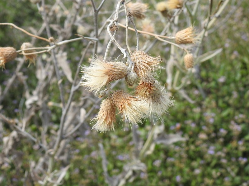 Cirsium coahuilense photo 3