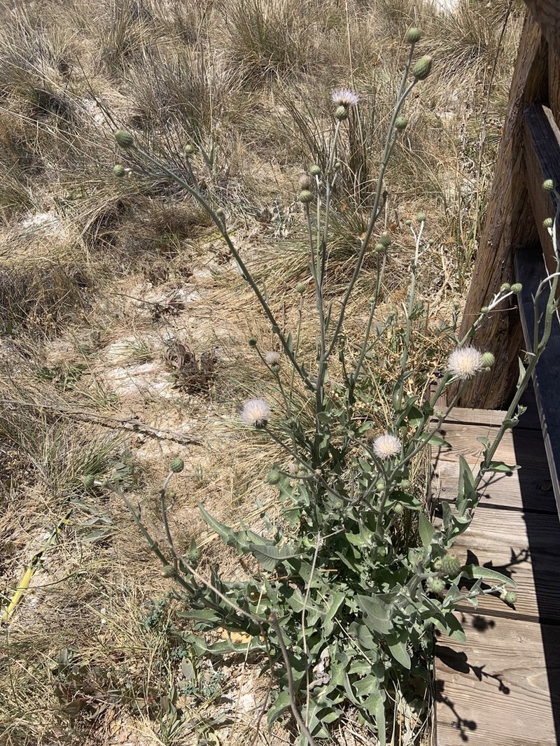 Cirsium coahuilense photo 4