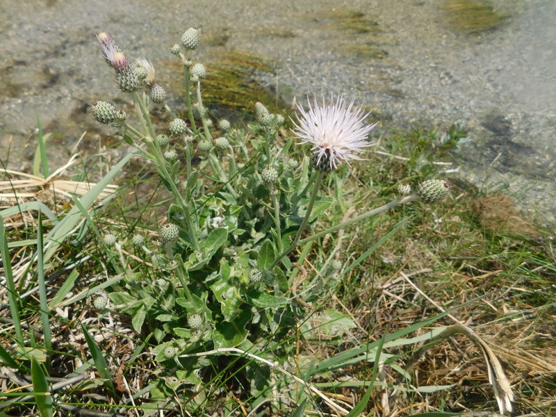 Cirsium coahuilense photo 5