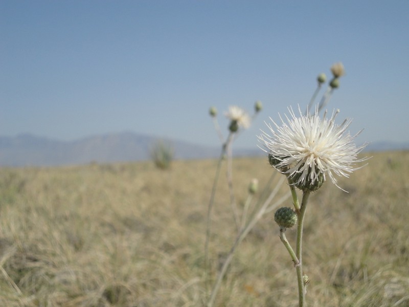 Cirsium coahuilense photo 6