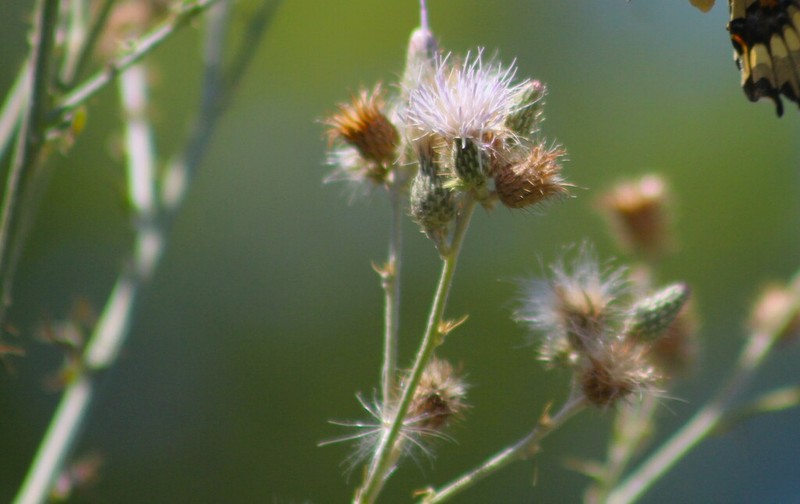 Cirsium coahuilense photo 7