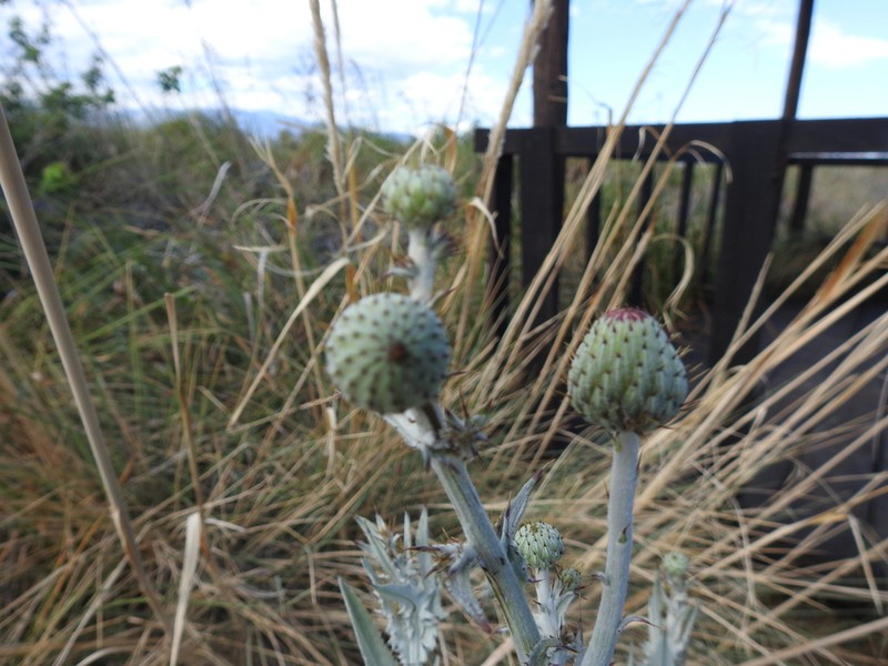 Cirsium coahuilense photo 8