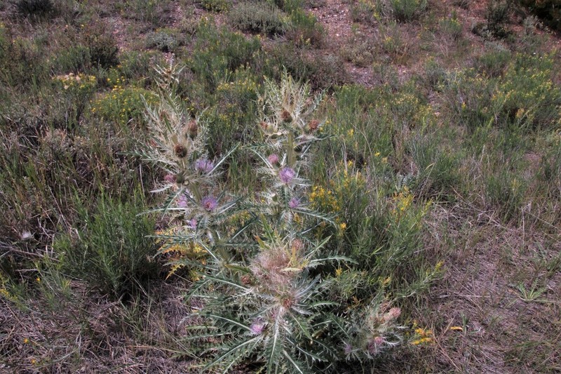 Cirsium coloradense