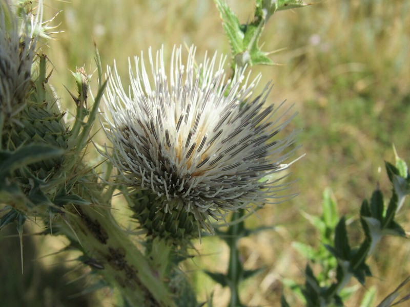 Cirsium coloradense photo 2