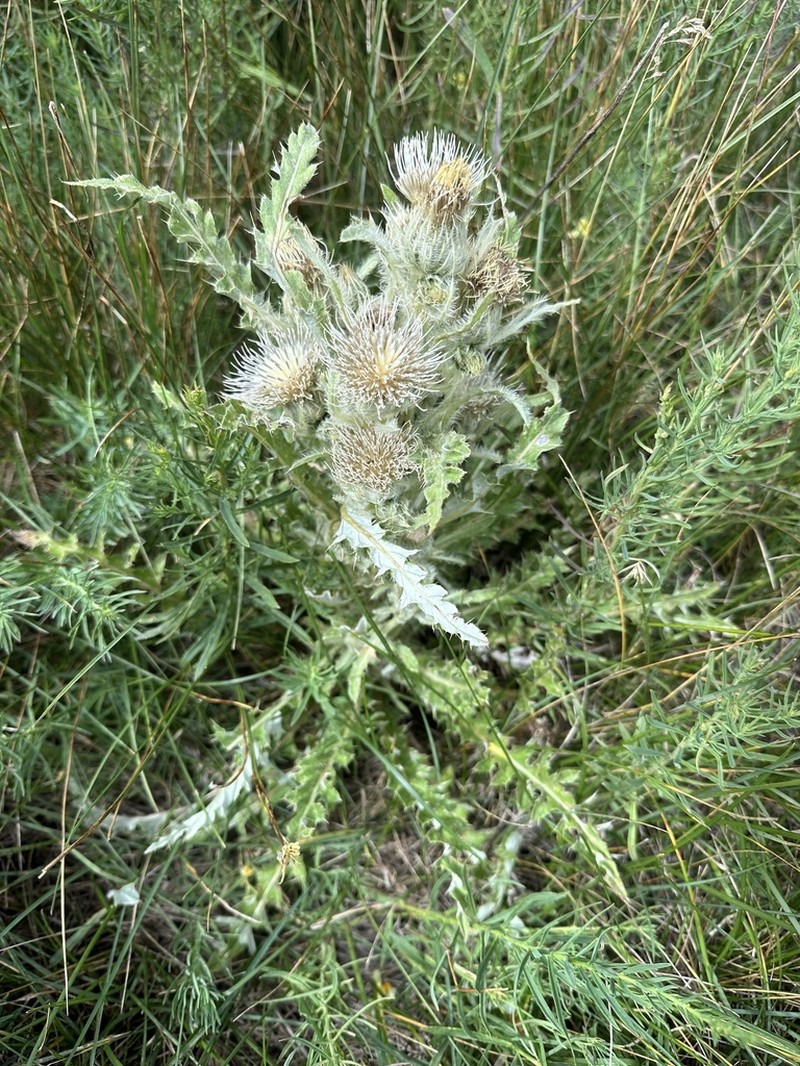 Cirsium coloradense photo 3
