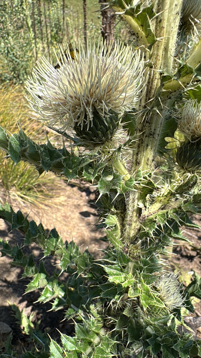 Cirsium coloradense photo 4