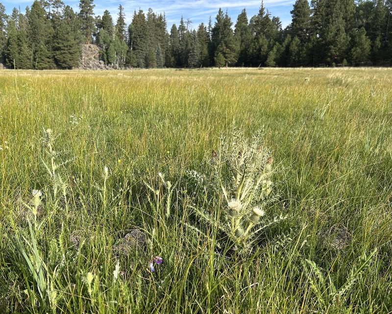 Cirsium coloradense photo 5