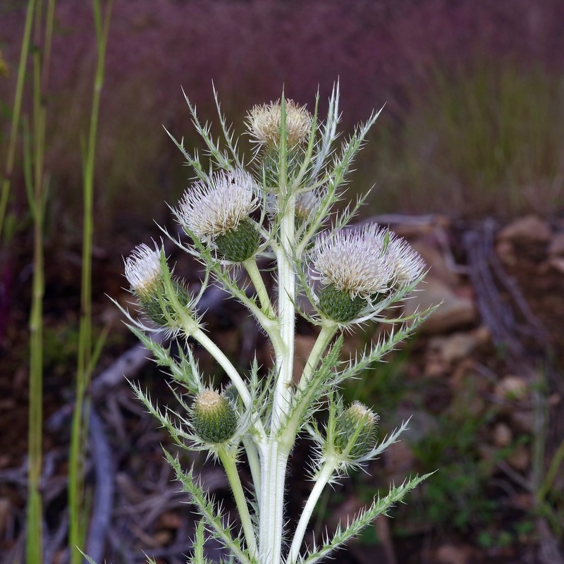 Cirsium coloradense photo 6