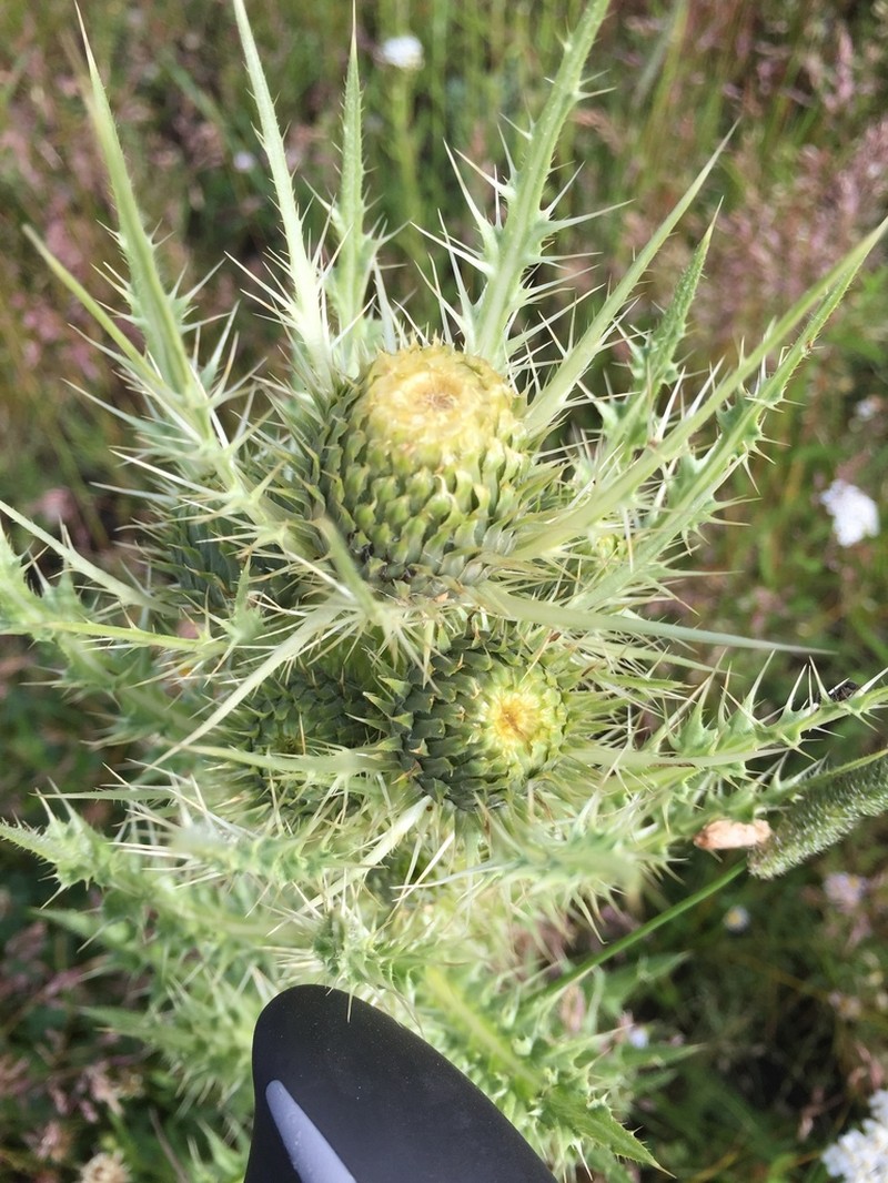 Cirsium coloradense photo 7