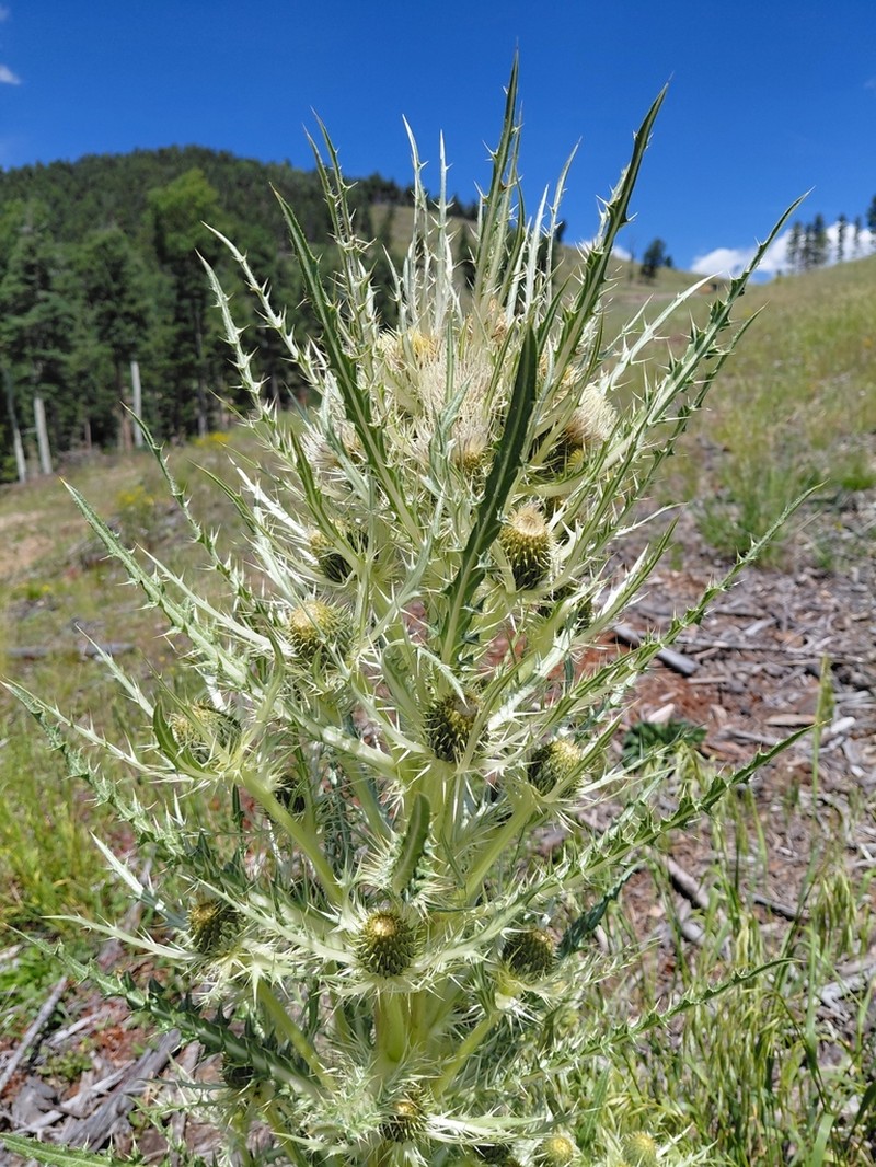 Cirsium coloradense photo 8