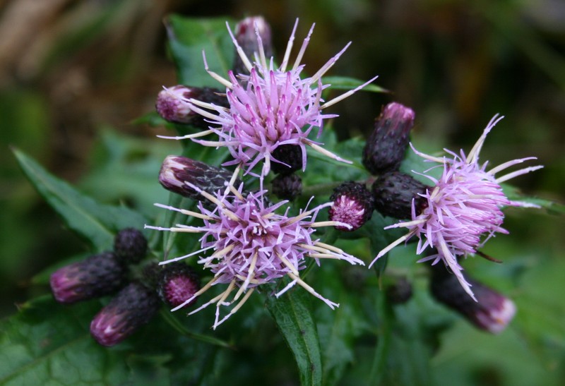 Cirsium confertissimum