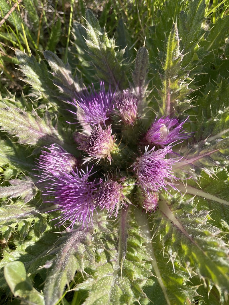 Cirsium congdonii