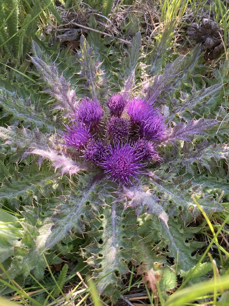 Cirsium congdonii photo 2