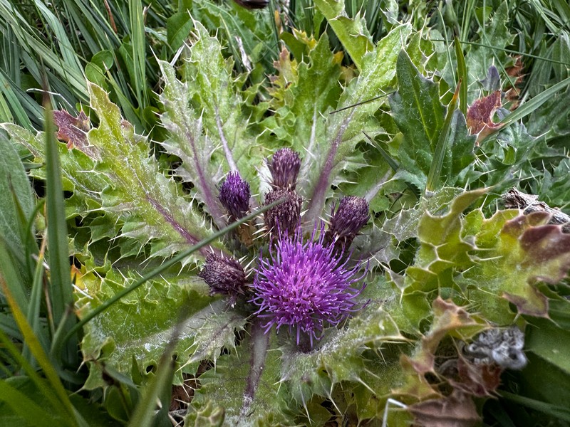 Cirsium congdonii photo 3