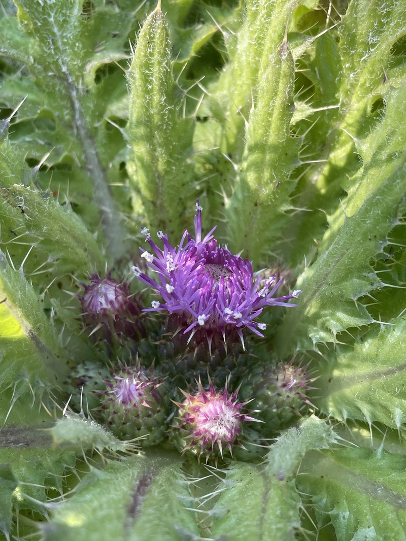Cirsium congdonii photo 4