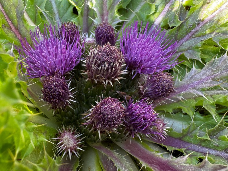Cirsium congdonii photo 5