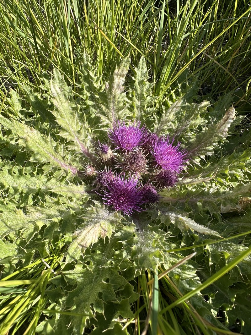 Cirsium congdonii photo 6