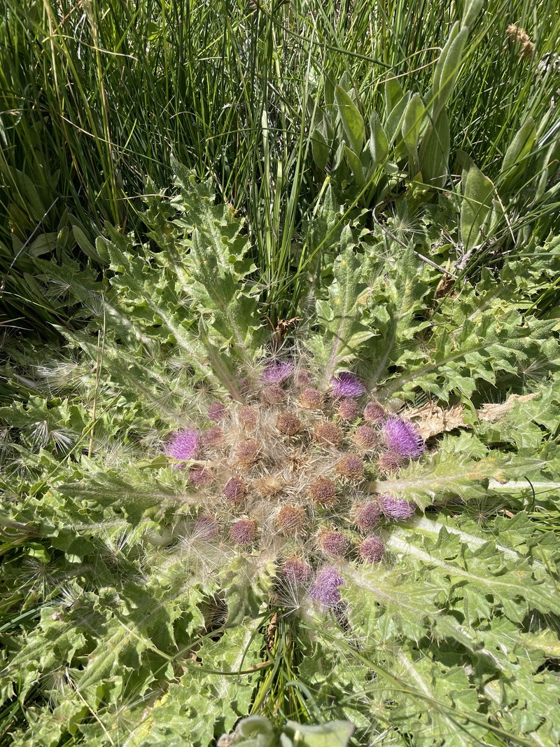Cirsium congdonii photo 7