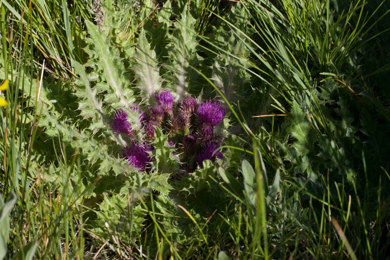 Cirsium congdonii photo 8