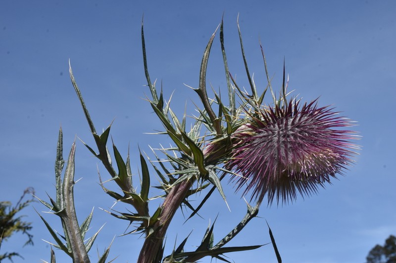 Cirsium consociatum