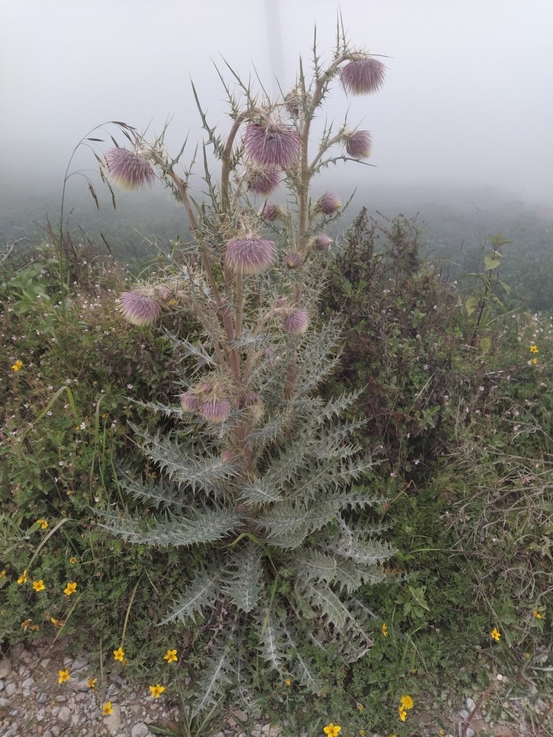 Cirsium consociatum photo 2
