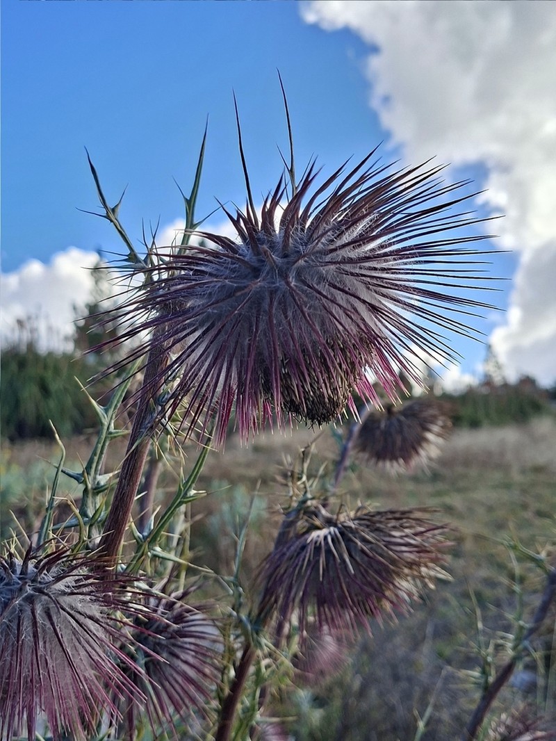 Cirsium consociatum photo 3
