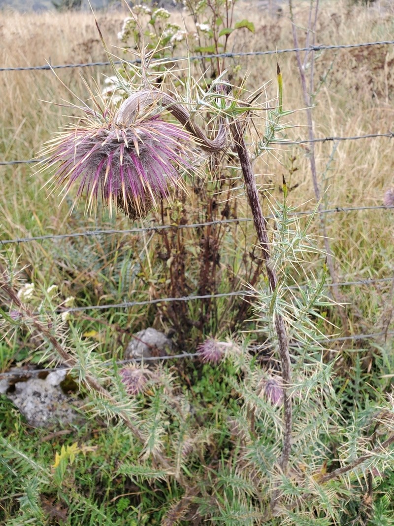 Cirsium consociatum photo 4