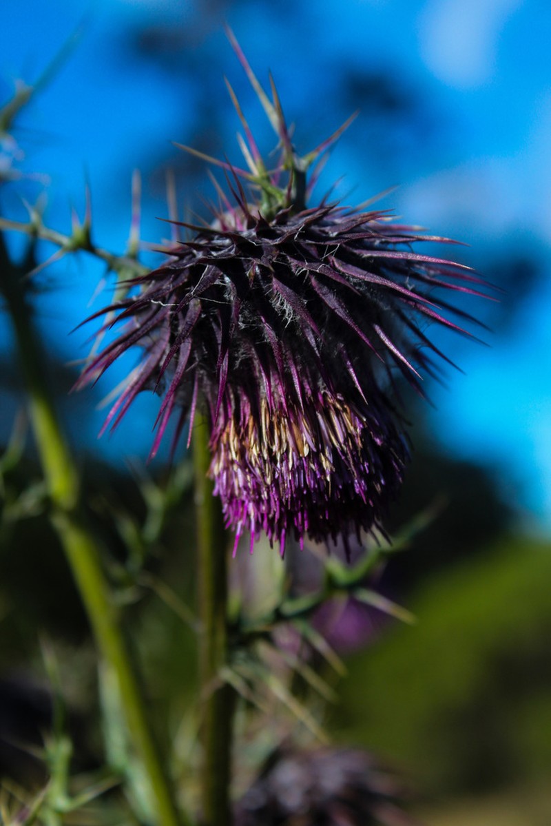 Cirsium consociatum photo 5