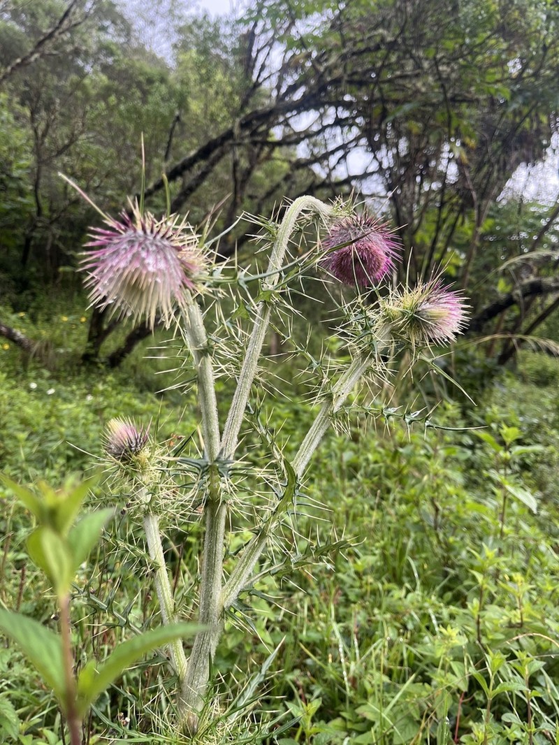Cirsium consociatum photo 6