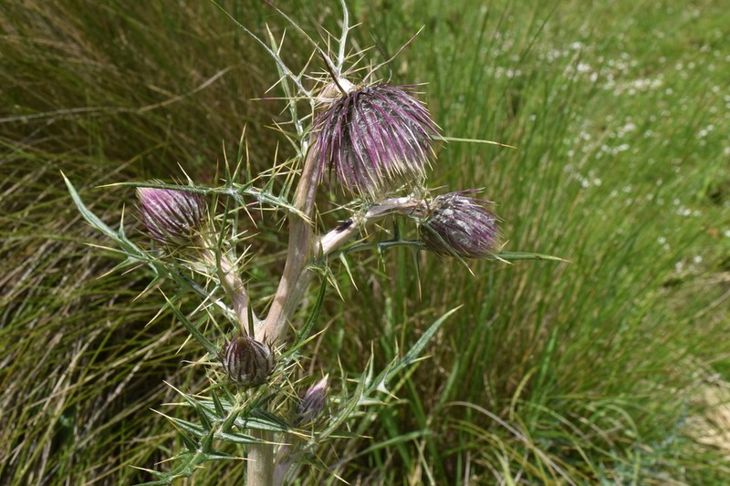 Cirsium consociatum photo 7