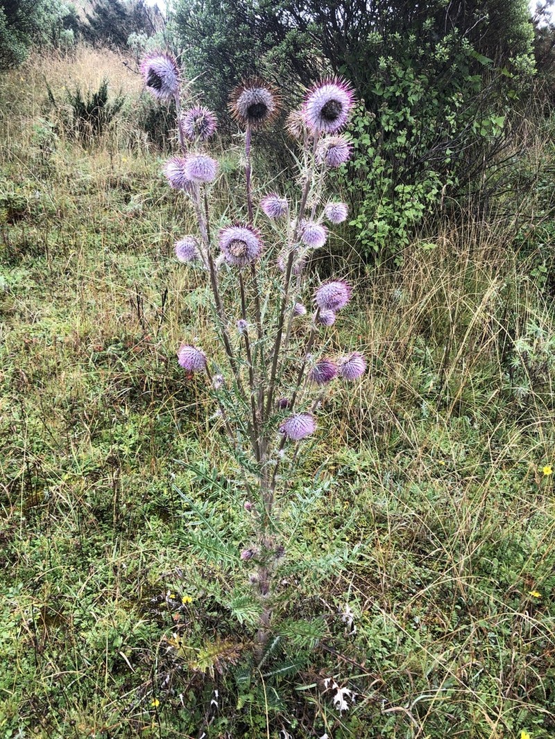 Cirsium consociatum photo 8